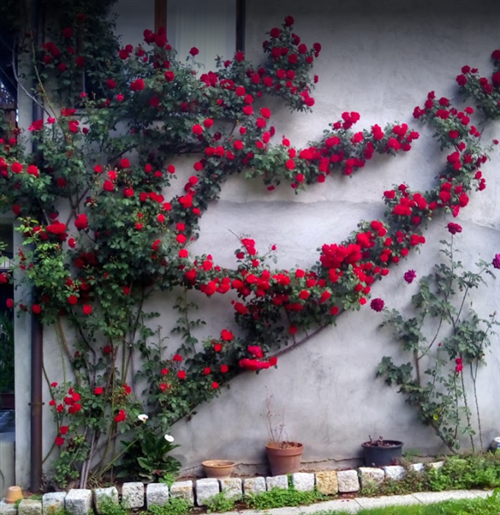 Circolo Operaio Pisognese